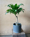 Dracaena Compacta ドラセナコンパクタ
