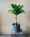 Dracaena Compacta ドラセナコンパクタ