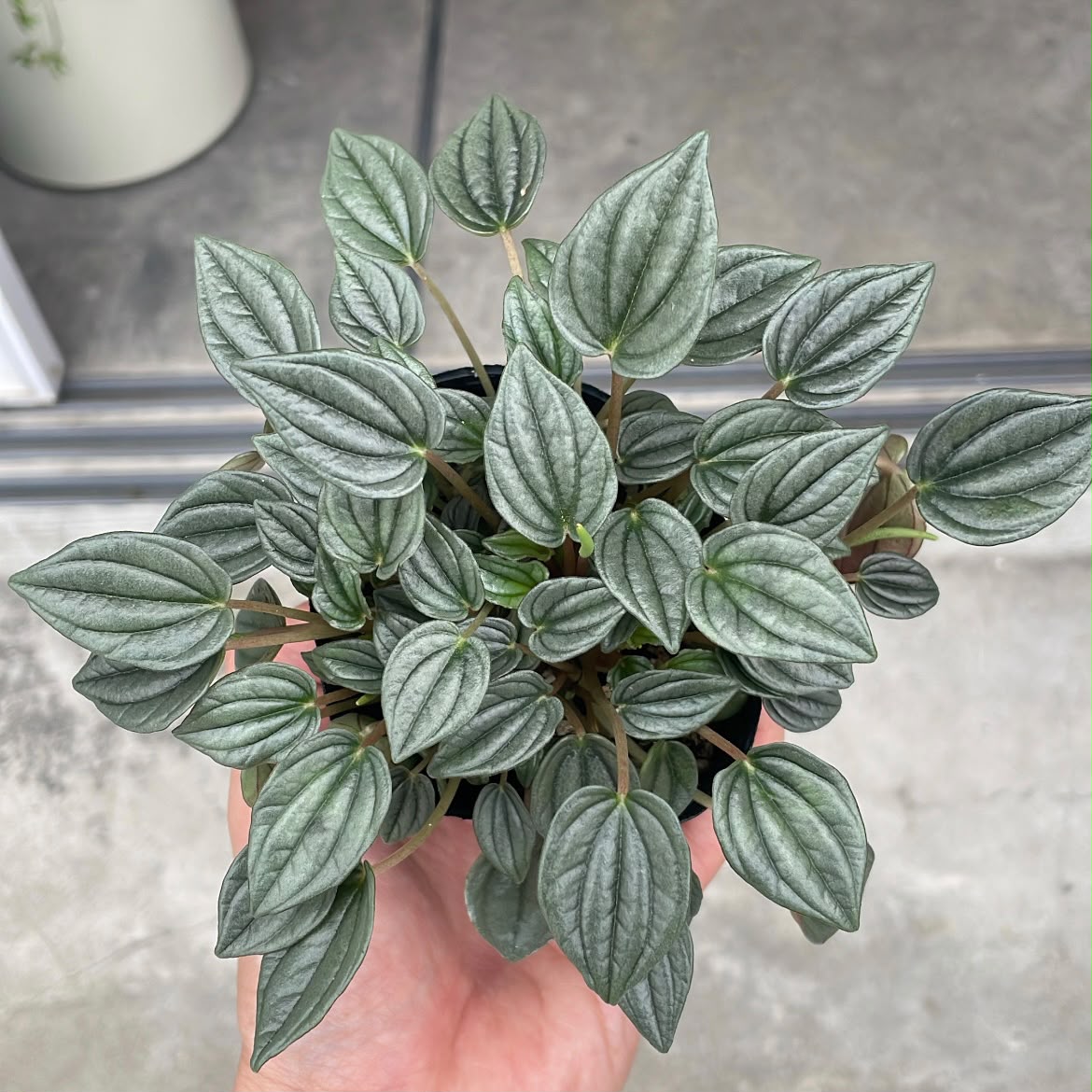 Peperomia Napoli Nights ペペロミア・ナポリナイツ Size 3