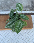 Satin Pothos スキンダプサス アルギラウス