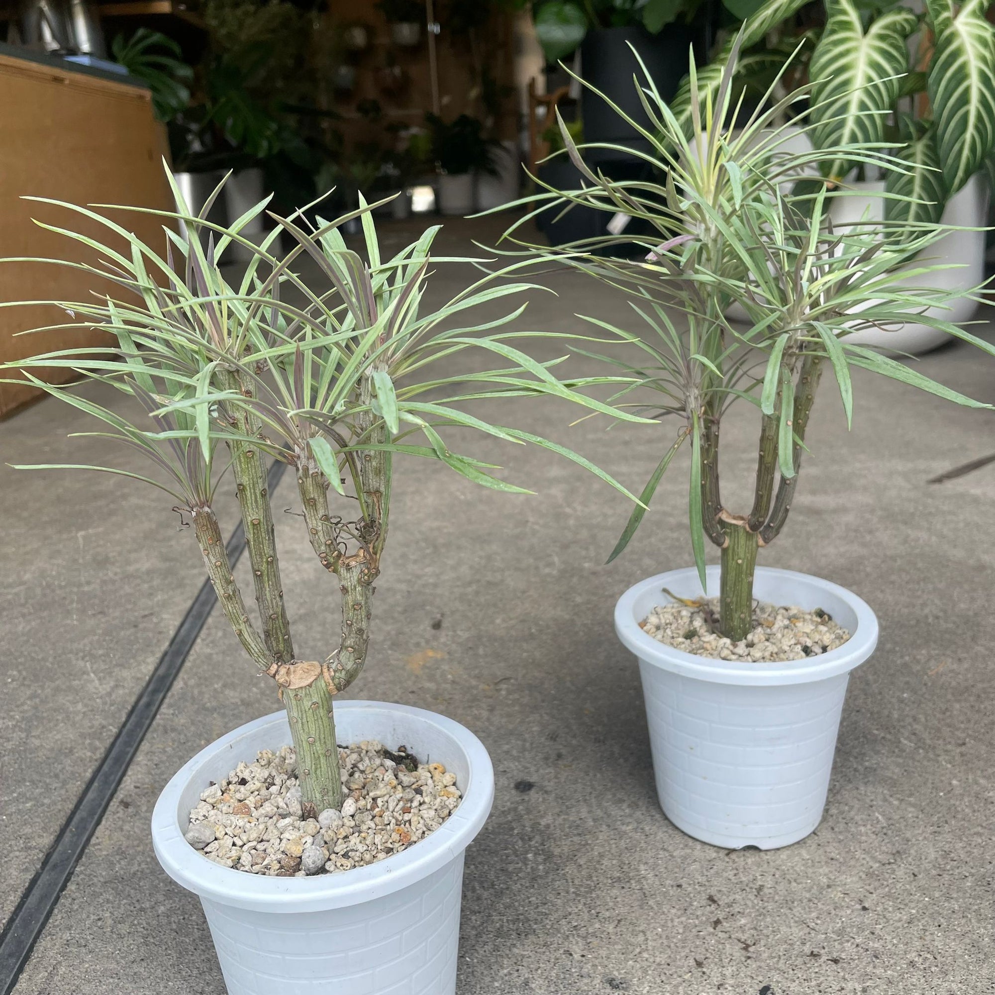 Kleinia Neriifolia クレイニア・ネリイフォリア