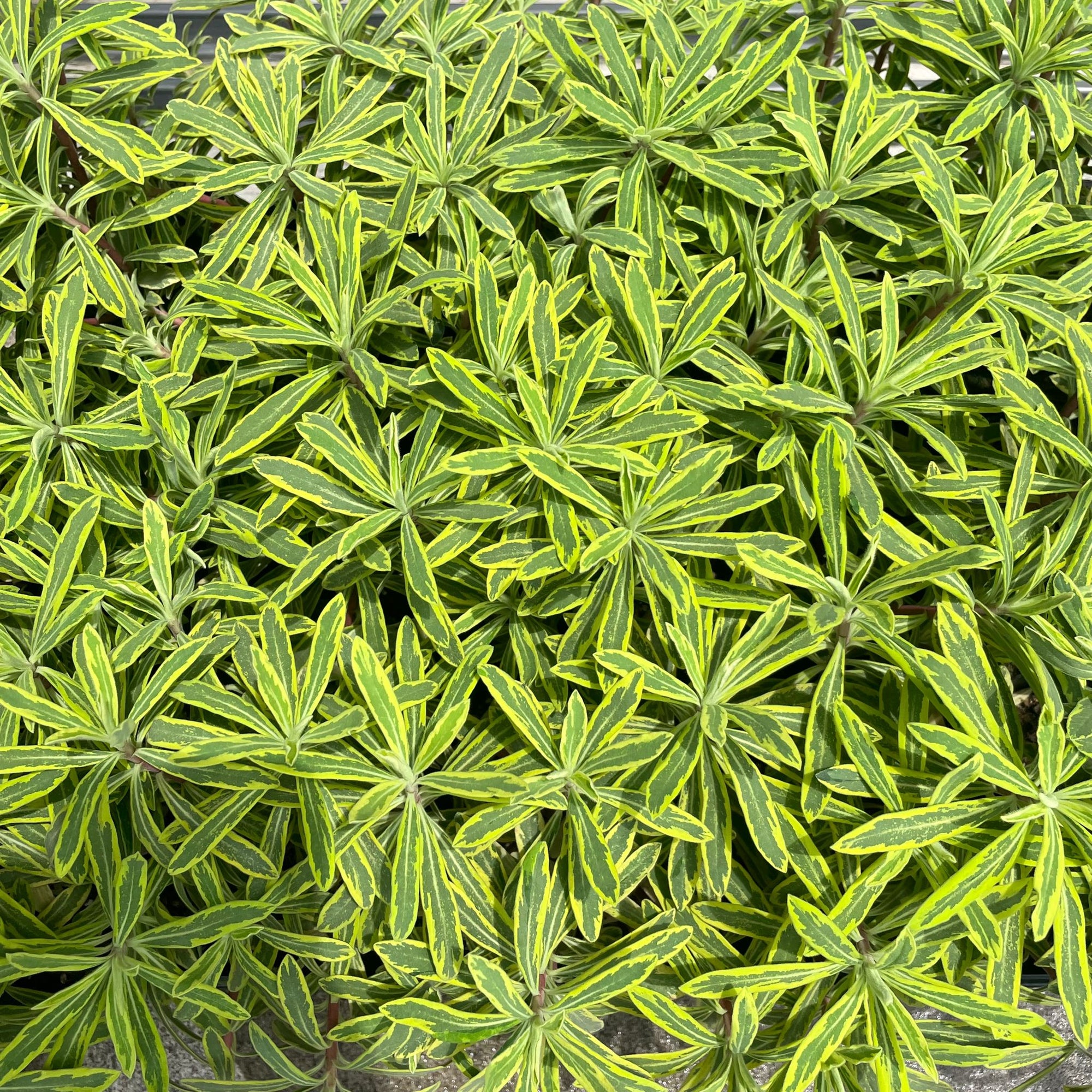Euphorbia martinii Ascot Rainbow ユーフォルビア アスコットレインボー Size 4