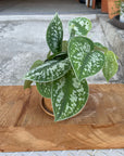 Satin Pothos スキンダプサス アルギラウス