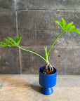 Philodendron 'Selloum' フィロデンドロン セローム