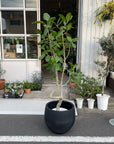 Ficus Audrey (Ficus benghalensis) フィカス  ベンガレンシス