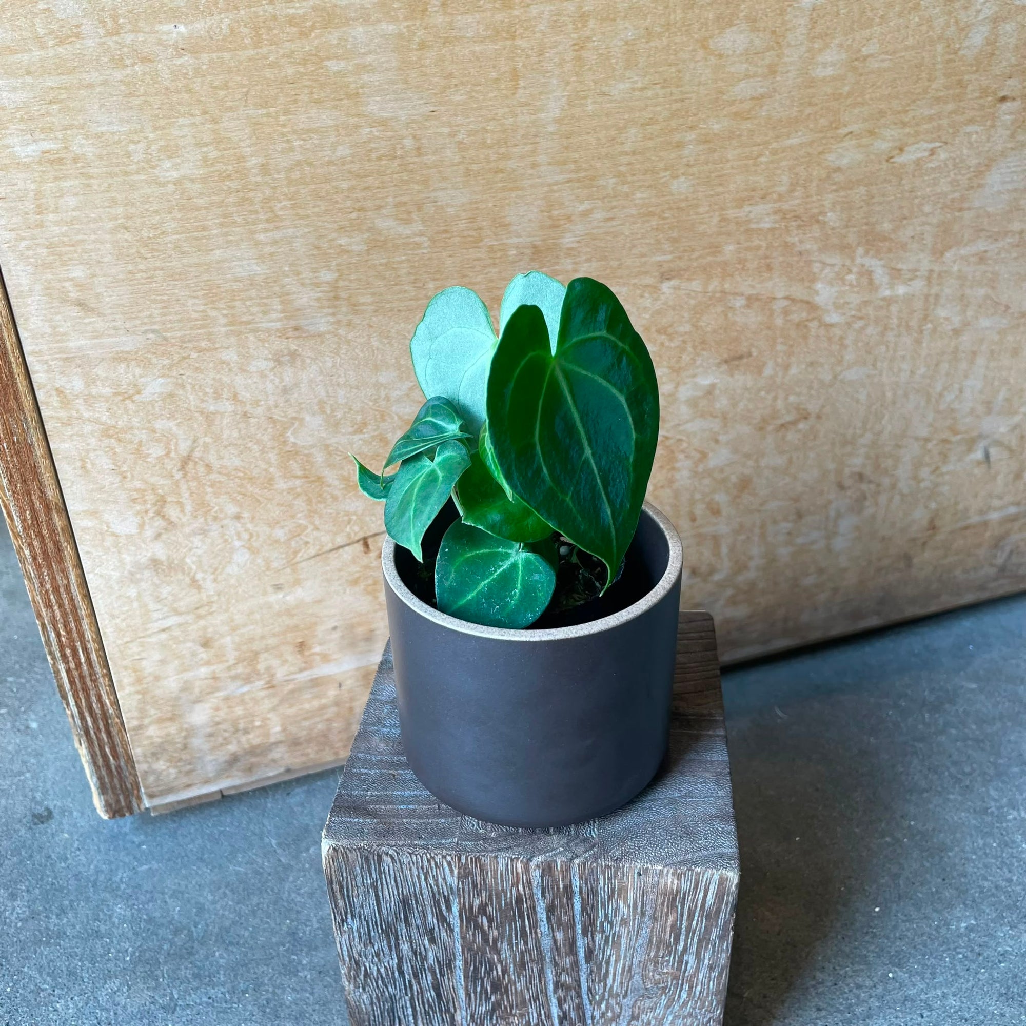Anthurium clarinervium アンスリウム クラリネビューム