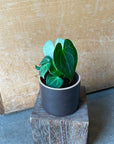 Anthurium clarinervium アンスリウム クラリネビューム