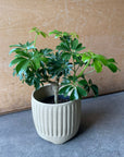 Schefflera arboricola 'Renata' シェフレラ・レナータ