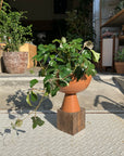 Grape Ivy(Cissus 'Ellen Danica') シッサス・エレンダニカ