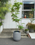 Ever Fresh Tree エバーフレッシュ