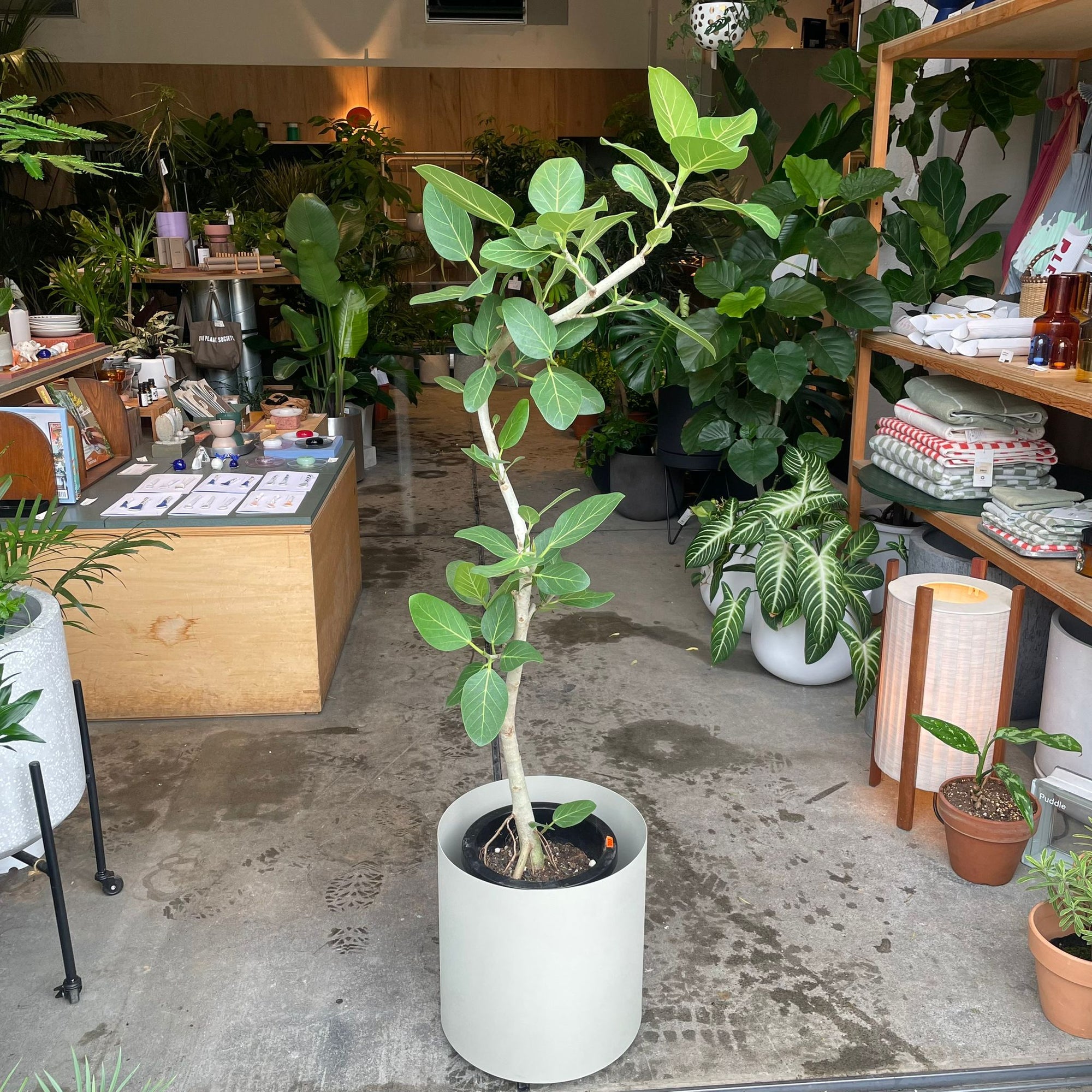 Ficus Audrey (Ficus benghalensis) フィカス  ベンガレンシス