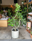 Ficus Audrey (Ficus benghalensis) フィカス  ベンガレンシス