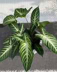 Xanthosoma 'Lindenii' キサントソーマ リンデニー