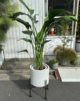 Bird of Paradise (Strelitzia nicolai)  バード オブ パラダイス（オーガスタ）