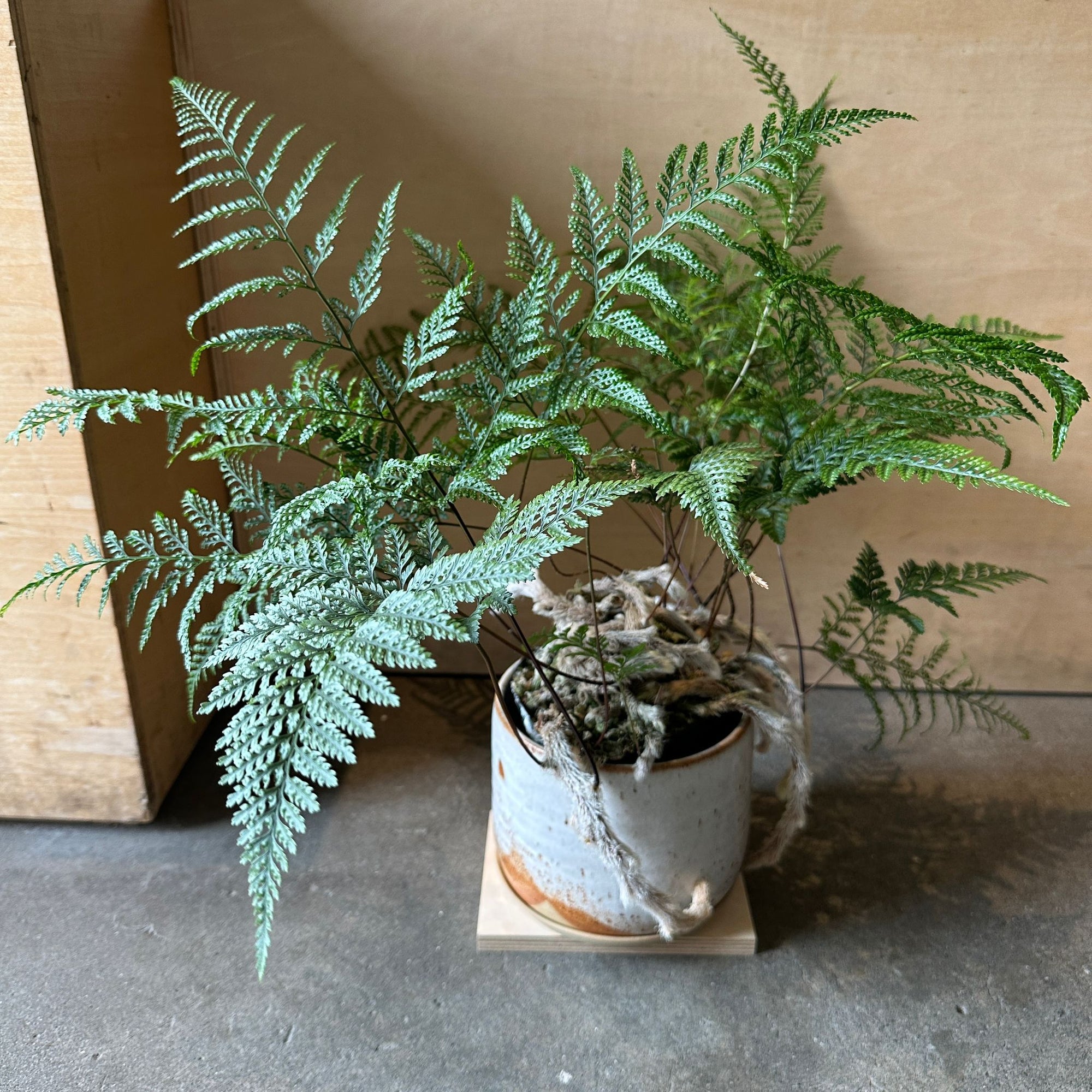 Squirrel's foot fern シノブ