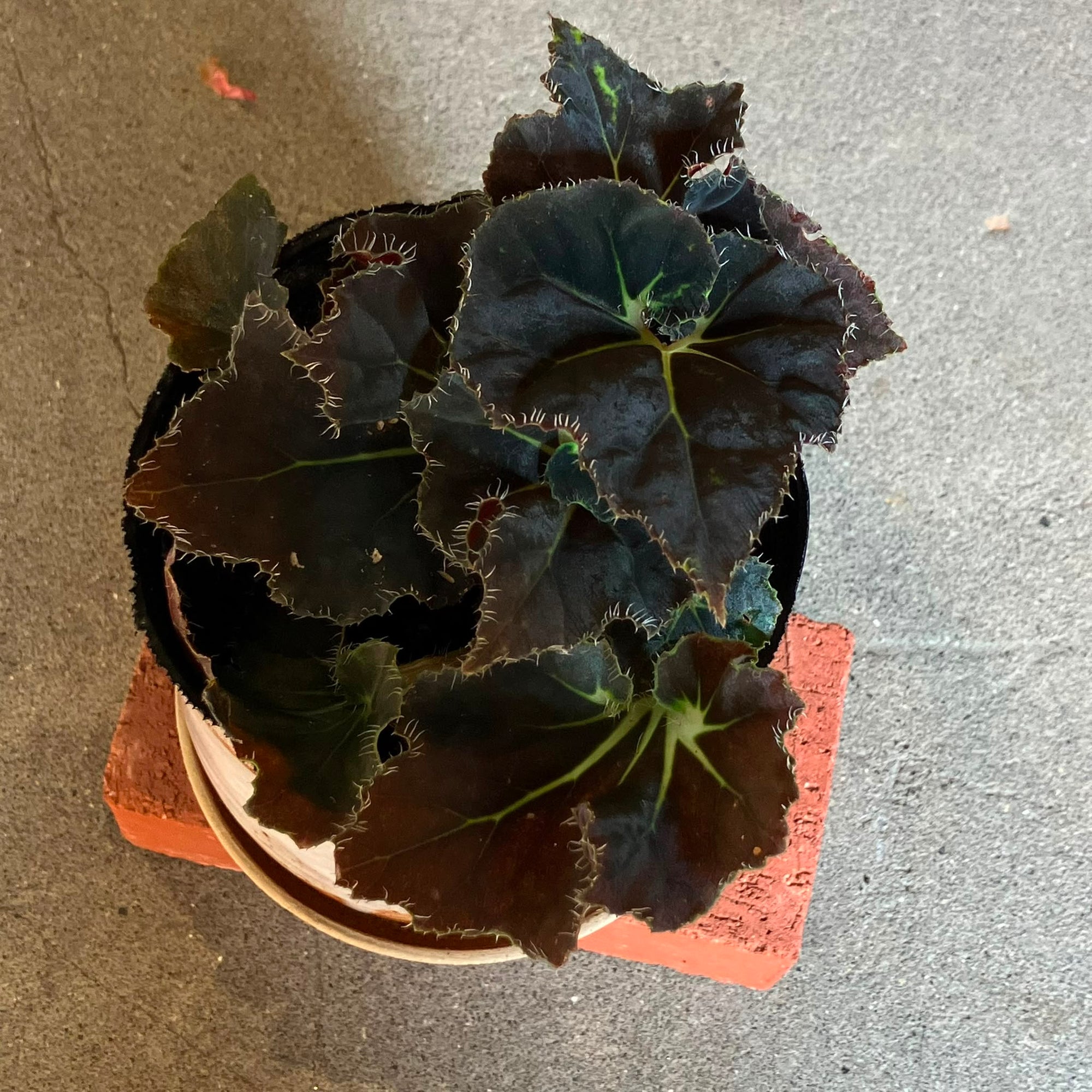 Rex Begonia super curl レックス ベゴニア うずまき Size 3