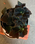 Rex Begonia super curl レックス ベゴニア うずまき Size 3