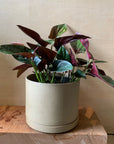 Syngonium podophyllum ・Chocolate シンゴニウム･チョコレート