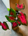 Caladium Assorted カラジウム アソート