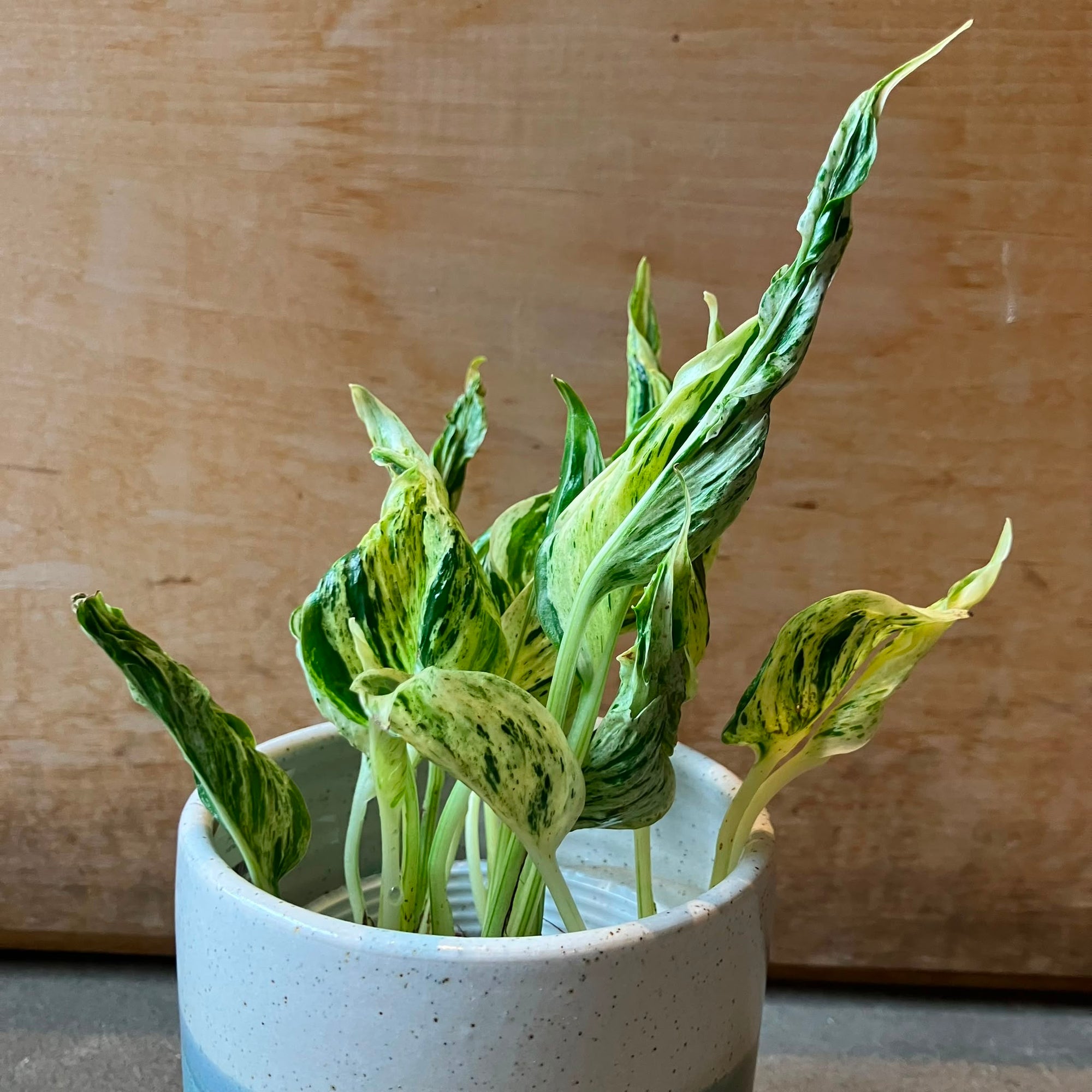 Pothos ポトス テルノラブソング Size 3