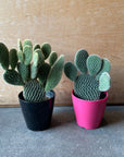 Bunny ears cactus (Opuntia microdasys) バニーカクタス