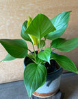 Homalomena 'Lemon Lime' ホマロメナ レモン Size 3