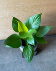 Homalomena 'Lemon Lime' ホマロメナ レモン Size 3
