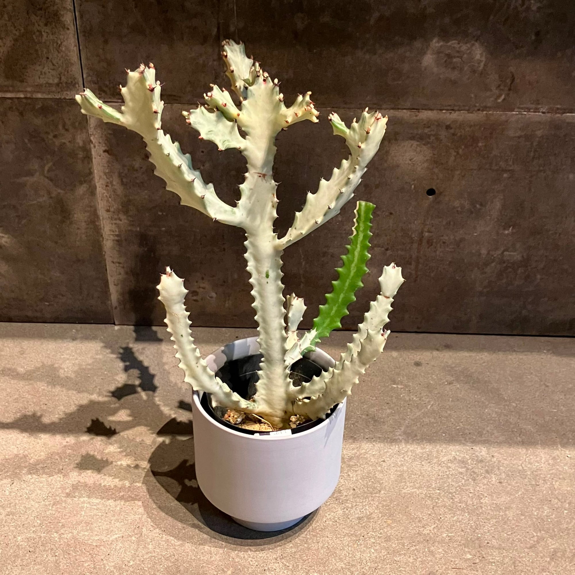 Euphorbia Lactea 'White Ghost' ユーフォルビア・ホワイトゴースト Size 4