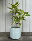 Windsor Planter  ウィンドソープランター