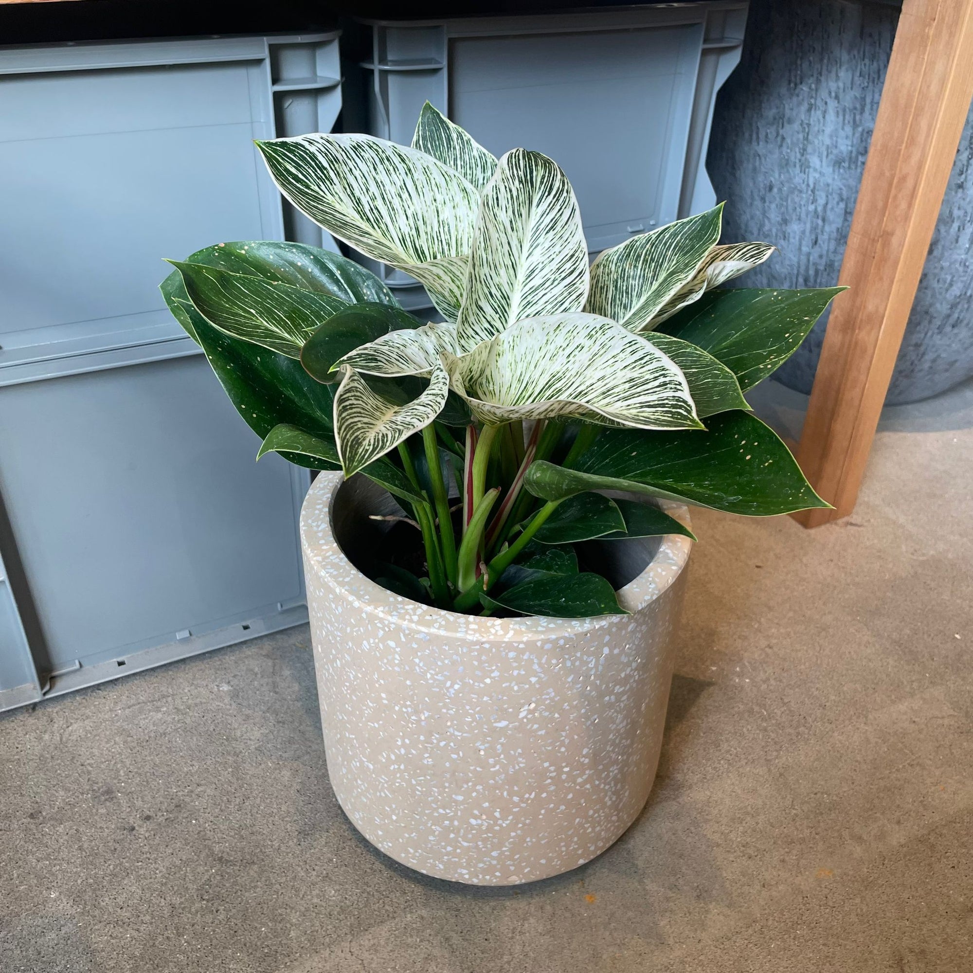 Philodendron 'Birkin' フィロデンドロン バーキン