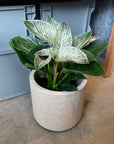 Philodendron 'Birkin' フィロデンドロン バーキン