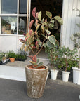 Variegated Rubber Plant (Ficus elastica 'Ruby') フィカス エラスティカ ルビー