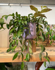 Aeschynanthus Marmoratus エスキナンサス マルモラタス