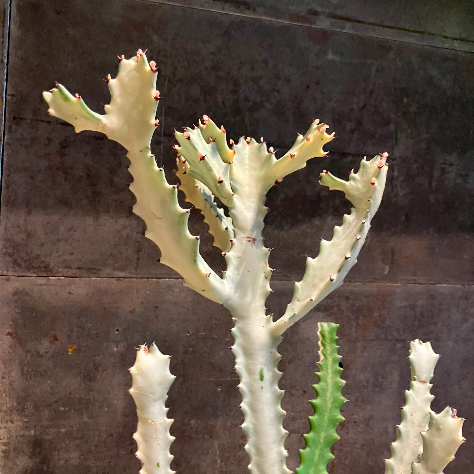 Euphorbia Lactea 'White Ghost' ユーフォルビア・ホワイトゴースト Size 4