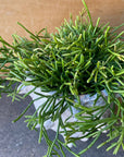 Rhipsalis Cassuth リプサリス・カスッサ