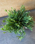 Rhipsalis Ewaldiana リプサリス エワルディアナ