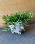Rhipsalis Ewaldiana リプサリス エワルディアナ