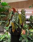 Begonia ベゴニア マクラータ