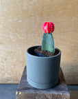 Moon cactus サボテン 緋牡丹 Size 2