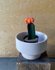 Moon cactus サボテン 緋牡丹 Size 2