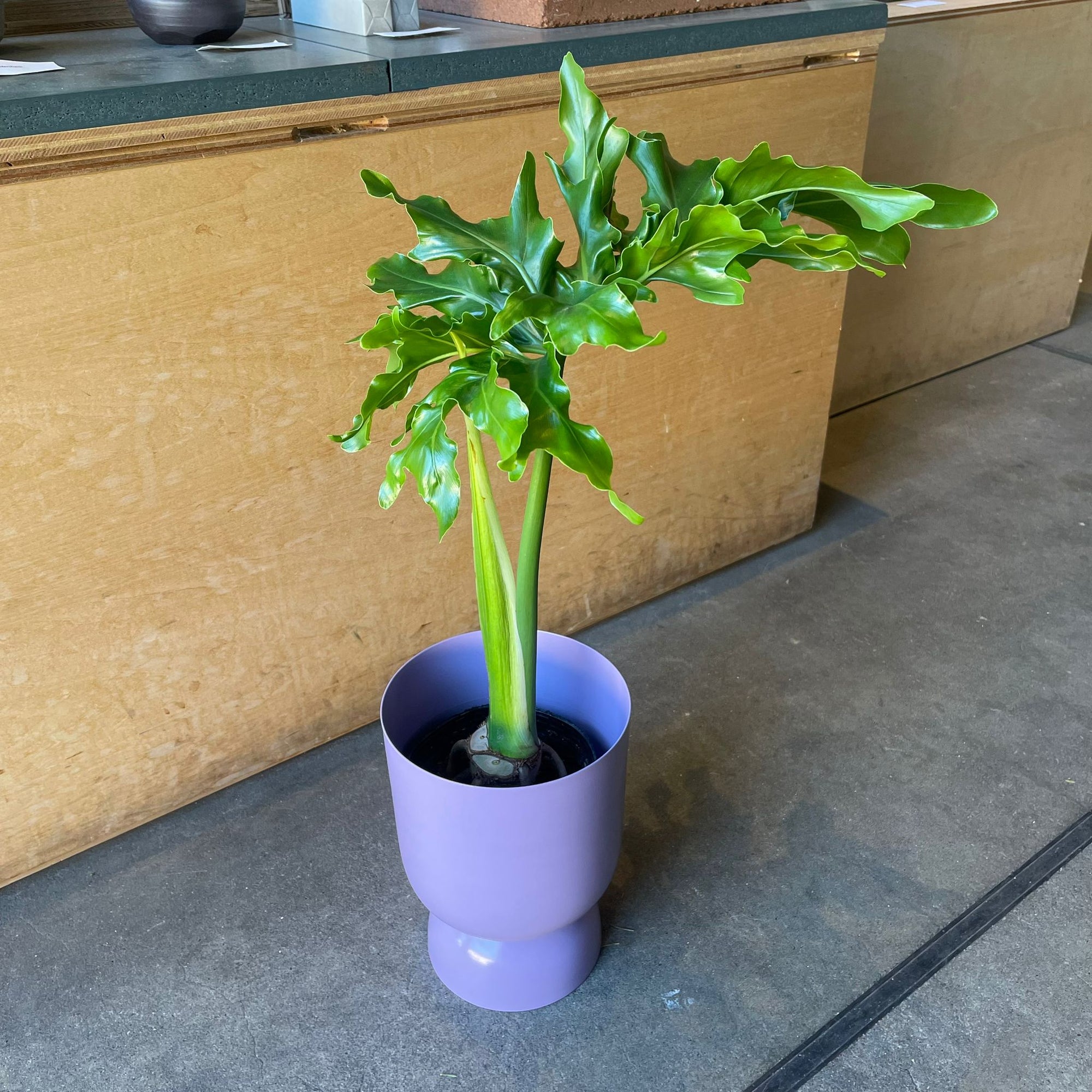 Philodendron 'Selloum' フィロデンドロン セローム