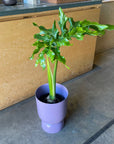 Philodendron 'Selloum' フィロデンドロン セローム
