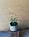 Sophora prostrata ‘Little Baby’ ソフォラ リトルベイビー Size 3