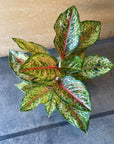 Aglaonema ‘Ten Carat’ アグラオネマ テンカラット Size 5