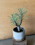 Kleinia Neriifolia クレイニア・ネリイフォリア