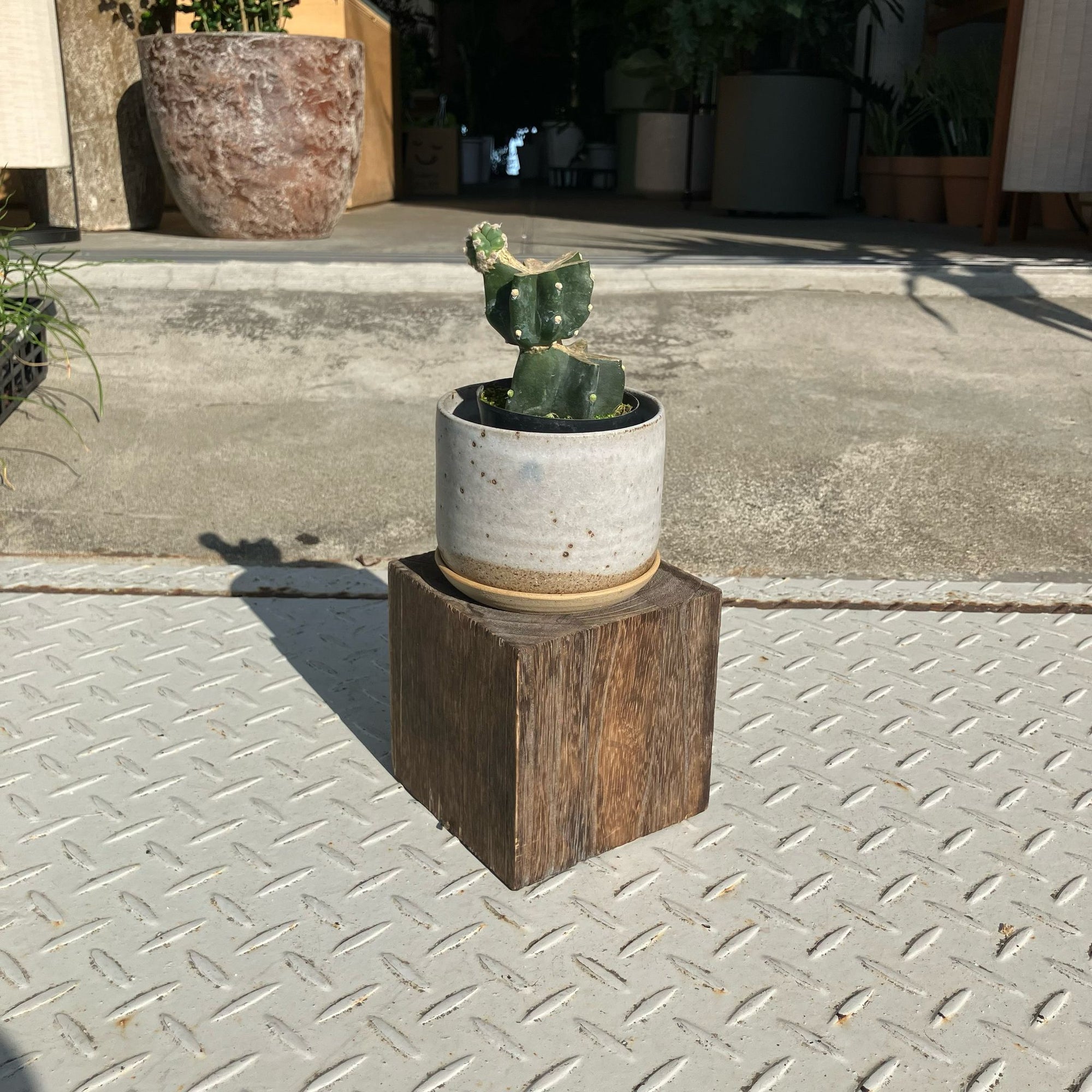 柱サボテン