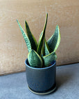 Snake Plant (Sansevieria) サンスベリア スパーバ
