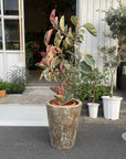 Variegated Rubber Plant (Ficus elastica 'Ruby') フィカス エラスティカ ルビー