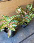 Aglaonema ‘Ten Carat’ アグラオネマ テンカラット Size 5