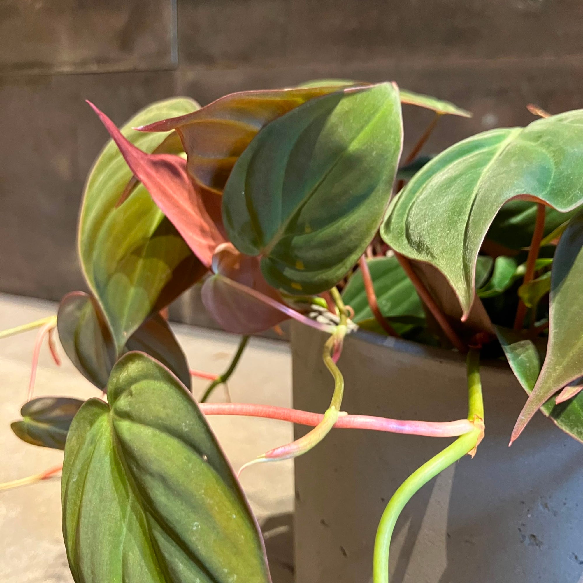 Philodendron 'Melanochrysum' フィロデンドロン ビロードカズラ Size 5
